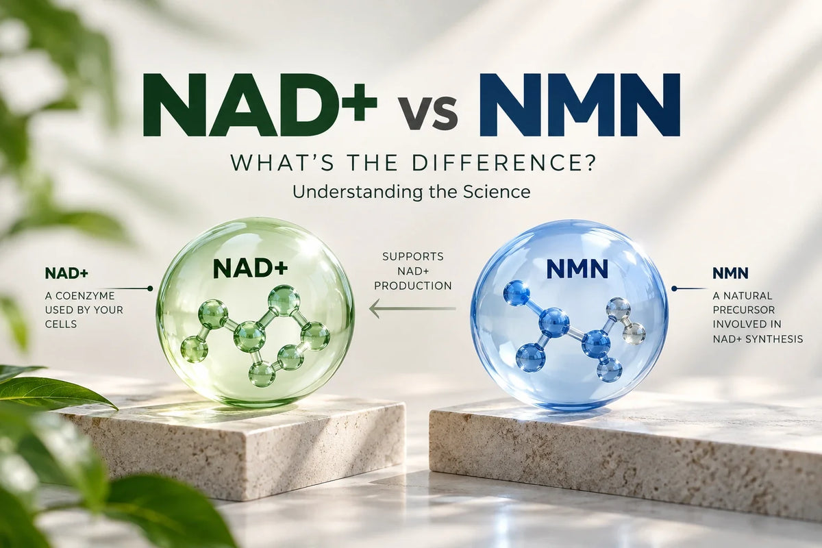 NAD+ and NMN comparison illustrating the relationship between NAD+ and its precursor NMN